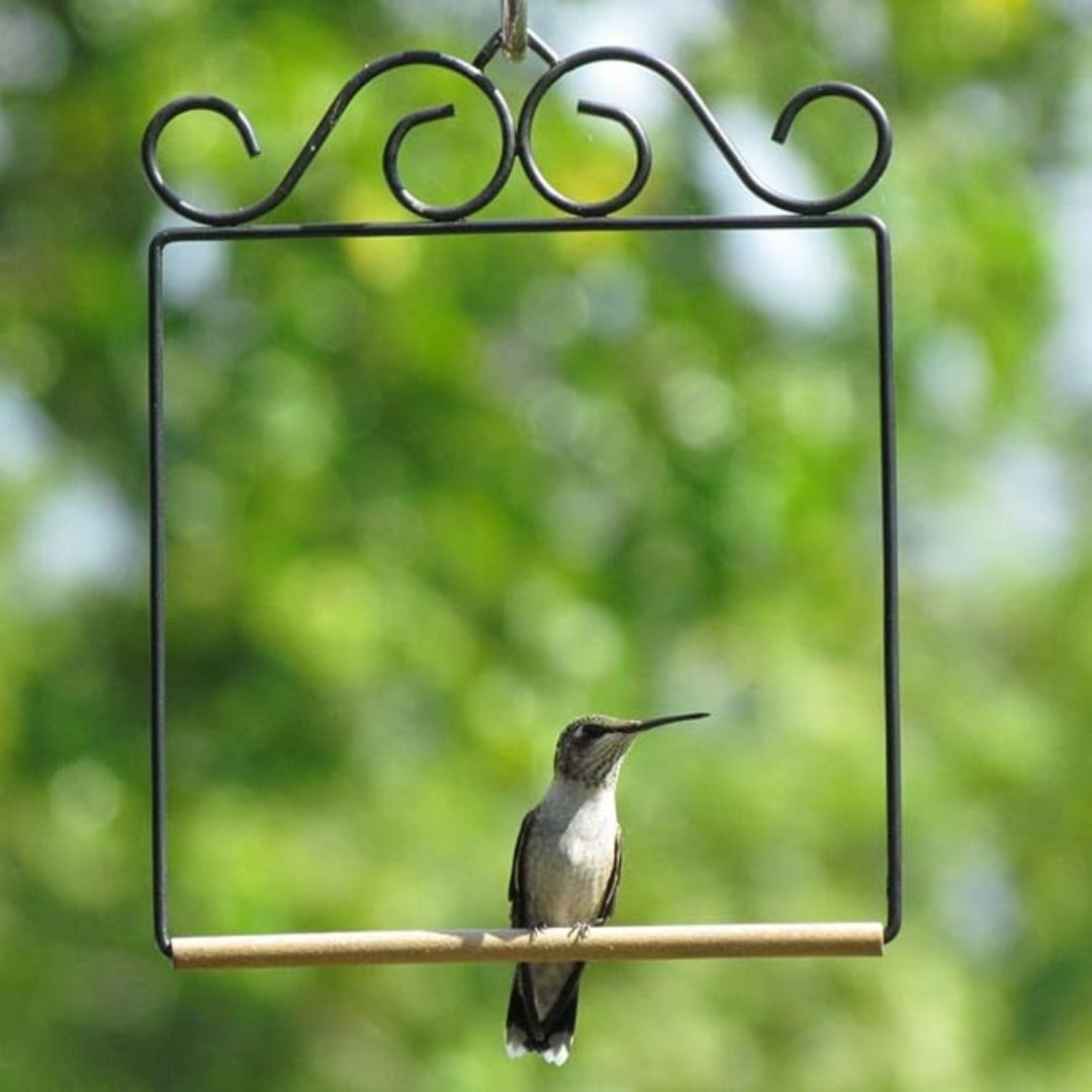 Hummingbird Swing Original Black
